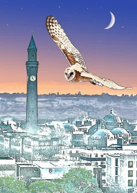 Dawn Raid, ( Barn Owl ) Framed (RR24)
