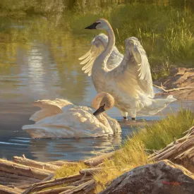 Dustin Van Wechel - Swan Song - Limited Edition