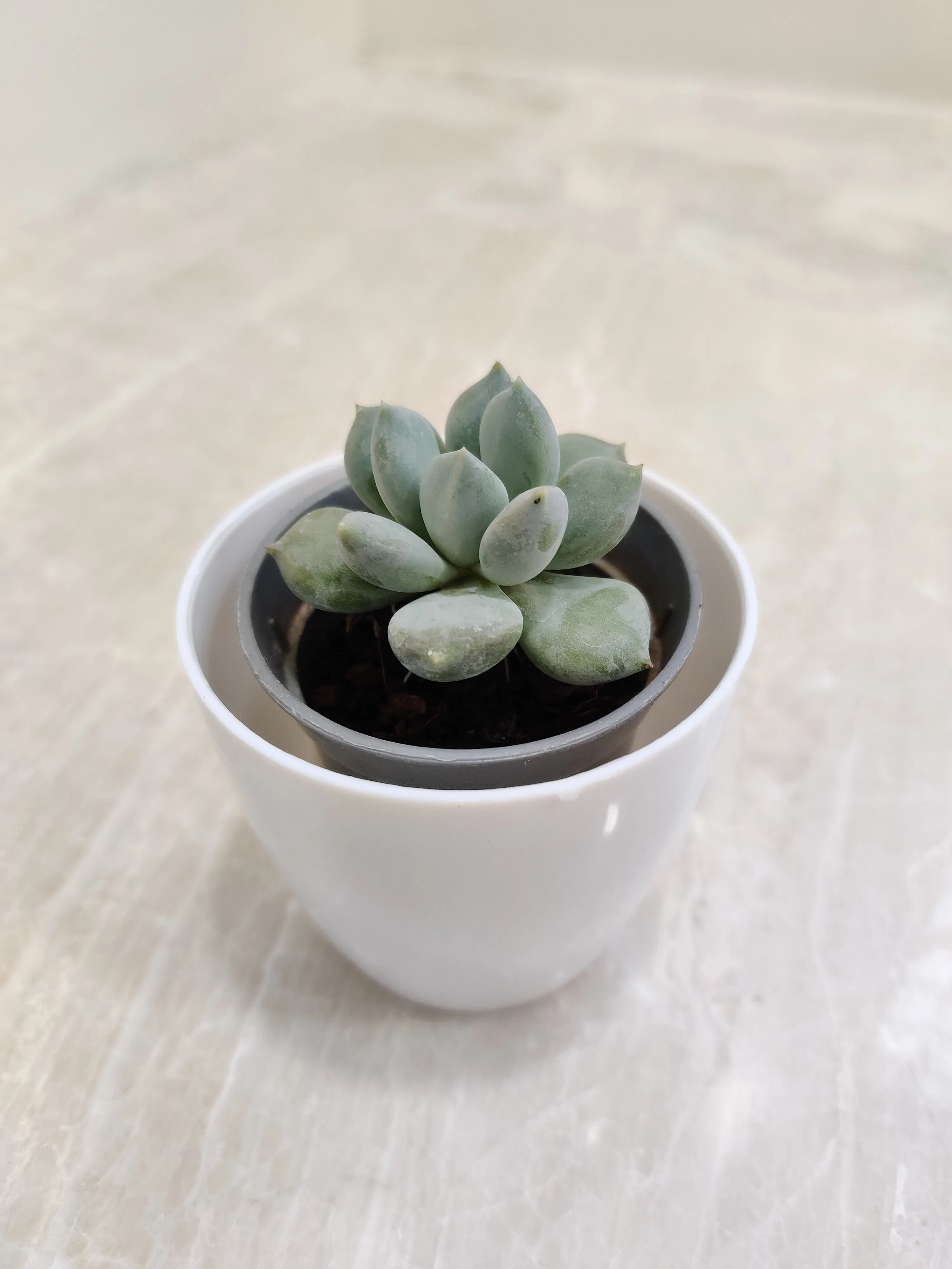 Indoor Succulent Perfect for Corporate Gifting