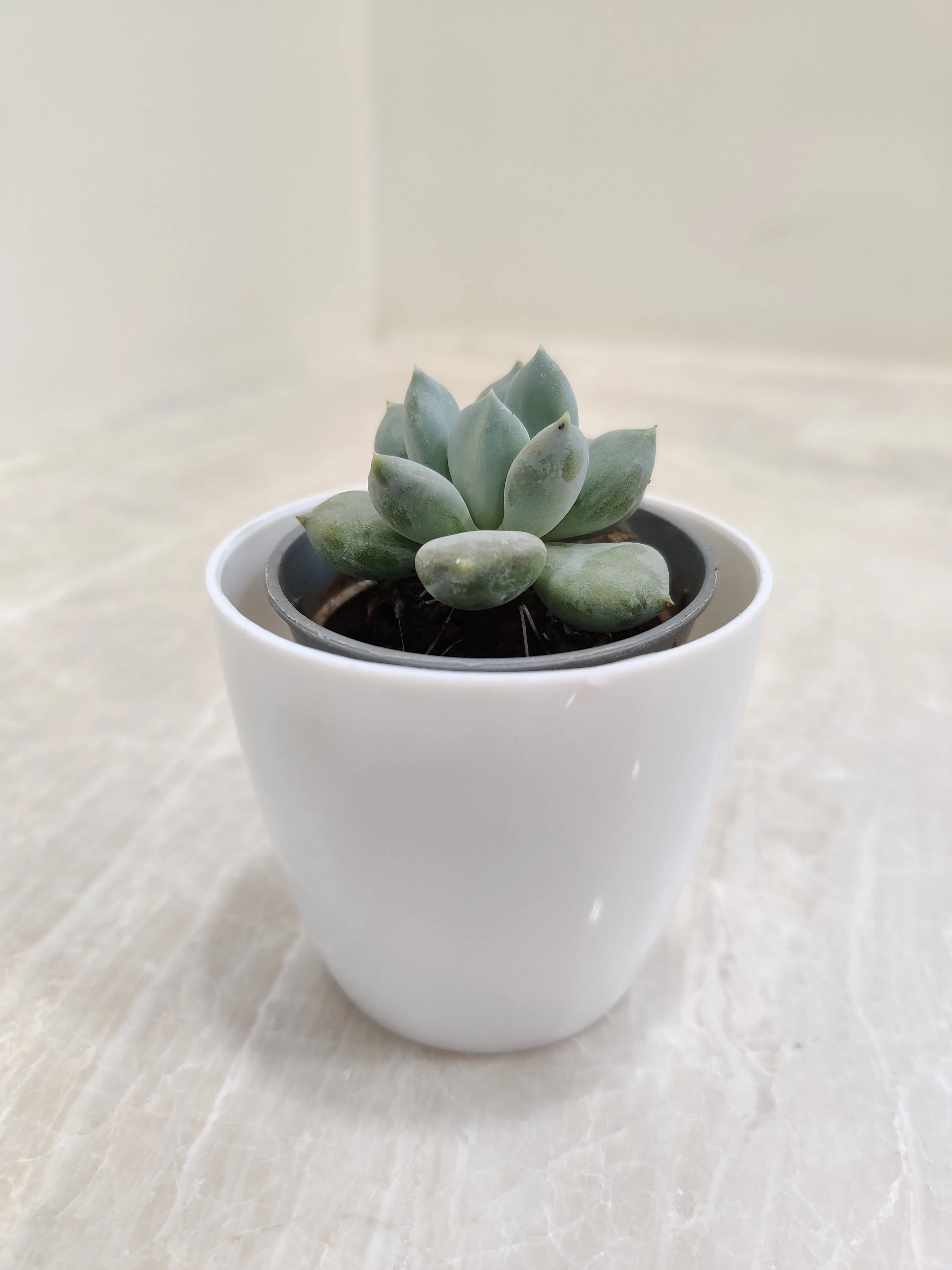 Indoor Succulent Perfect for Corporate Gifting