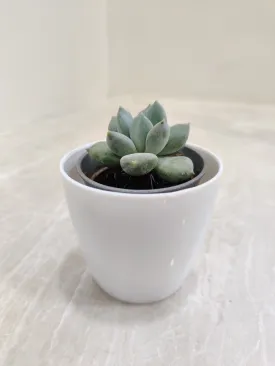 Indoor Succulent Perfect for Corporate Gifting