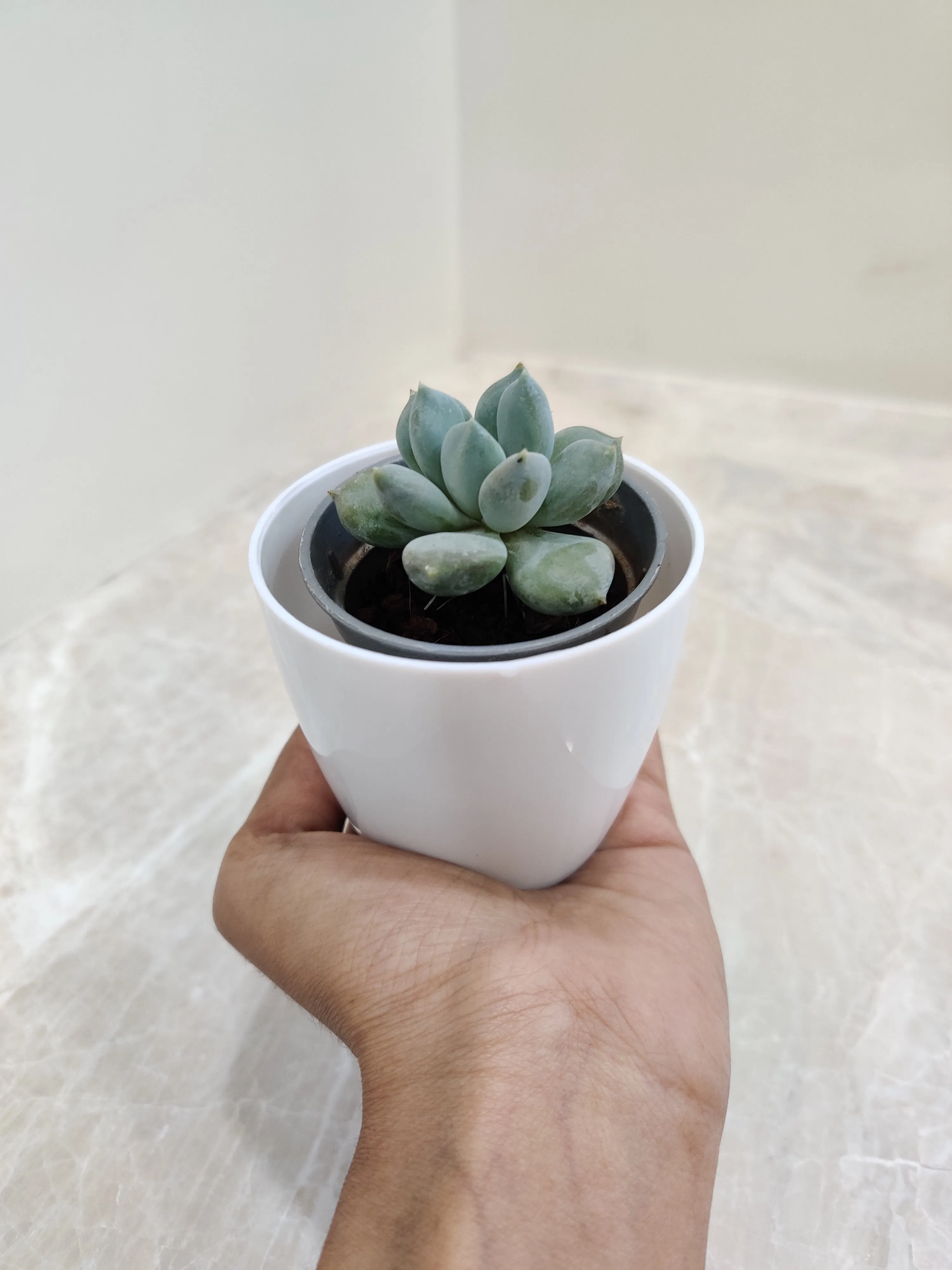 Indoor Succulent Perfect for Corporate Gifting